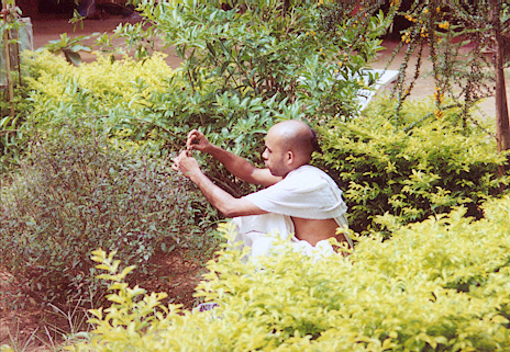 A devotee is engaged in plucking Tulasi Manjaris.